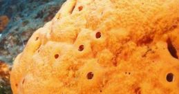 Sponge