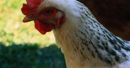 Hen