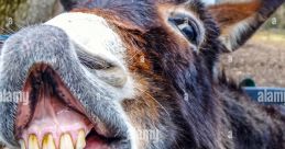 Donkey