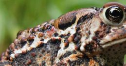 Toad