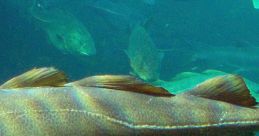 Cod Cod and effects.