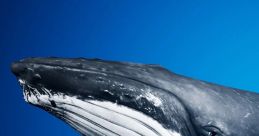 Whales Whales are a widely distributed and diverse group of fully aquatic placental marine mammals. They are an informal