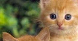 Two adorable orange kittens with big blue eyes relaxing together, exuding cuteness and curiosity in a lush green setting.