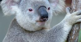 Animal of Australia