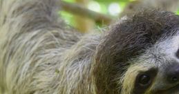 Animal of Costa Rica