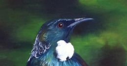 New Zealand Bird Songs