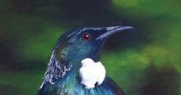 New Zealand Bird Songs