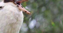 Bird Songs of Australia