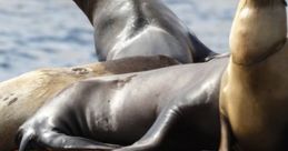 California Coastal Animals