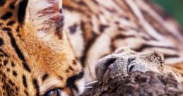 Animals of Mexico