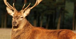 Animals of Ireland