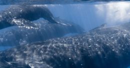 Humpback Whale Songs - Maui Hawaii