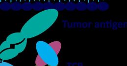 CD 3