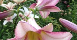 Lily