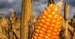 Bright yellow corn on the cob amidst golden husks, showcasing the joy of fresh corn in a sunny field. Perfect for "It's Corn!" lovers!