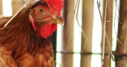 Chickens And Eggs