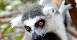 Exotic Animals