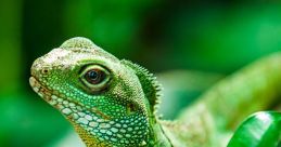 Reptiles