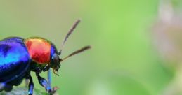Insects