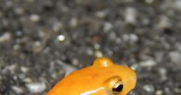 Amphibians