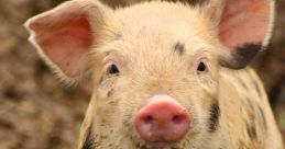 Pigs
