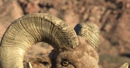 Animals Miscellaneous