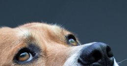 Dogs