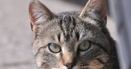 Cats