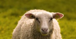 Sheep