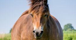 Horses