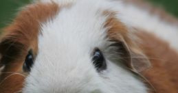 Guinea Pig