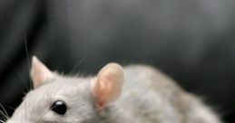 Rat