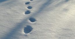 Footsteps In Snow