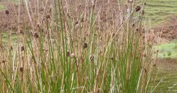 Rushes