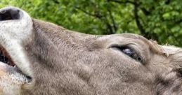 Cows Mooing
