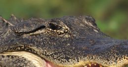 Alligator