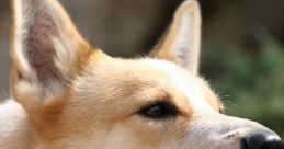 Dogs Barking