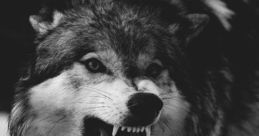 Random Lobo