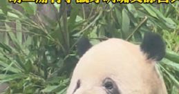 Random 掰