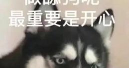 Random 舔
