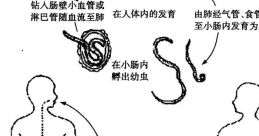 Random 蛔