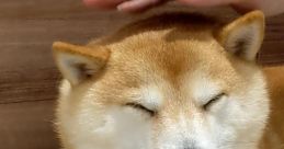 Random 乖
