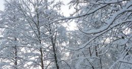 Random 雪