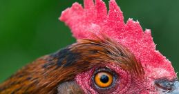 Cock