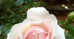 Delicate