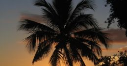 Carribean