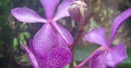Vanda