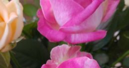 Rosa