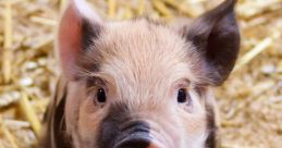 Piglet