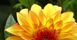 Dalia